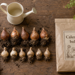 Quand planter bulbes : calendrier selon floraison (tulipes et narcisses)